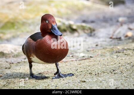 Canard rougineux mâle dans l'habitat naturel (Aythya nyroca) Banque D'Images