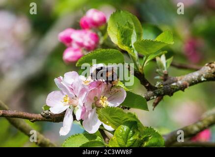 bombus terestris buff bumblebee de queue Banque D'Images