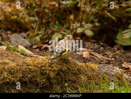 Goldfinch (Carduelis carduelis), naissant assis sur un rocher dans un jardin, Dumfries, SW Ecosse Banque D'Images