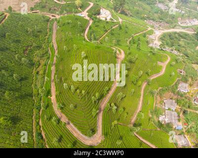 Vue aérienne des plantations de thé près de la ville de Munar. Inde. Banque D'Images