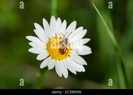 Nomad Bee on Ox Eye Daisy Banque D'Images
