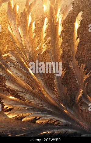 Motif doré givré sur le verre sous forme de plumes d'oiseau, illuminé par le soleil du matin en hiver. Banque D'Images