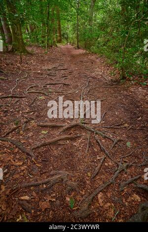 Arbre est à la base d'un sentier de randonnée dans une forêt luxuriante. Banque D'Images