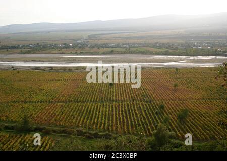 Comté de Vrancea, Roumanie. Un vignoble dans la vallée de la rivière Putna. Banque D'Images