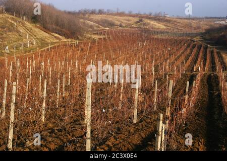 Comté de Vrancea, Roumanie. Un vignoble en hiver. Banque D'Images