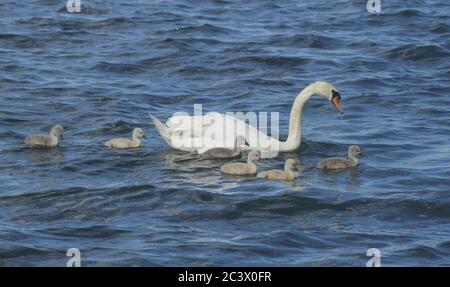 Cygne avec des poussins au large de l'île Eiswerder, Havel, Haselhorst, Spandau, Berlin, Allemagne, Schwan mit Küken vor der Insel Eiswerder, Allemagne Banque D'Images