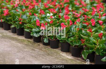 Fleurs de la serre prêt à la plantation. Couronne rose de l'usine de épines en pots, production industrielle Banque D'Images