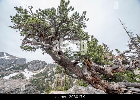 PIN de Bristlecone tordu par le vent croissant en granite dans le parc national des montagnes Rocheuses, Colorado Banque D'Images