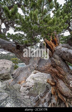 PIN de Bristlecone tordu par le vent croissant en granite dans le parc national des montagnes Rocheuses, Colorado Banque D'Images