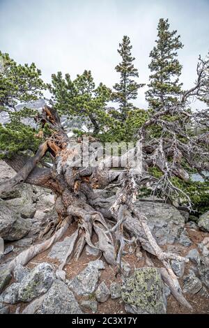 PIN de Bristlecone tordu par le vent croissant en granite dans le parc national des montagnes Rocheuses, Colorado Banque D'Images