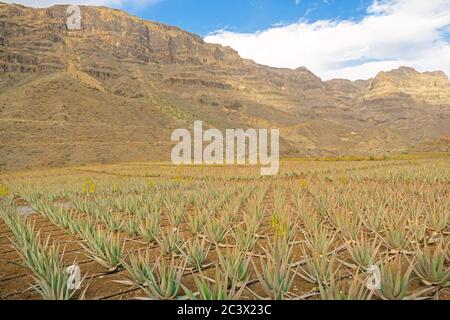 Gros plan de l'usine d'Aloe Vera sur une ferme de Grande Canarie (îles Canaries), Espagne Banque D'Images