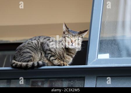 Tabby chat assis sur la fenêtre du balcon et regardant en colère. Vie des animaux domestiques à la maison Banque D'Images