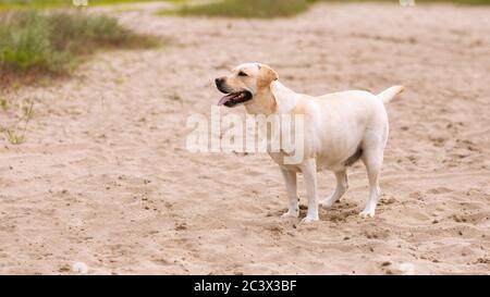 Labrador retriever chien regardant de côté, ayant marche Banque D'Images