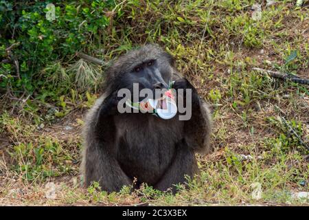 Babouin de chacma mâle ou Papio ursinus léchant une bouteille qui a pris des ordures dans le jardin en afrique du Sud Banque D'Images