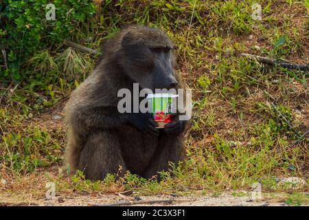 Babouin de chacma mâle ou Papio ursinus léchant une bouteille qui a pris des ordures dans le jardin en afrique du Sud Banque D'Images