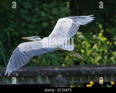 Un héron gris (Ardea cinerea) avec ses ailes étirées en vol lorsqu'il arrive sur une jetée d'un lac au parc national Daisy NOOK, Oldham Banque D'Images