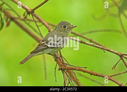 Flycatcher à ventre jaune (Empidonax flaviventris) adulte perché sur la branche de Pico Bonito, Honduras février 2016 Banque D'Images