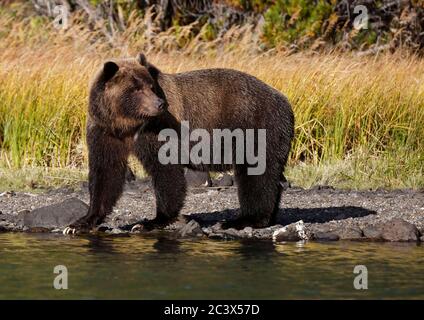 GRIZZLI DANS LA RÉGION SAUVAGE Banque D'Images