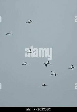 Groupe Wood Stork (Mycteria americana) dans Flight Lake Yojoa, Honduras février 2016 Banque D'Images