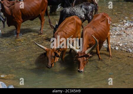 Bétail africain Longhorn eau potable de la rivière, région d'Afar, Éthiopie Banque D'Images