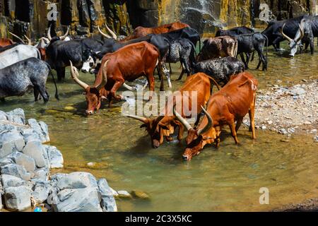 Bétail africain Longhorn eau potable de la rivière, région d'Afar, Éthiopie Banque D'Images