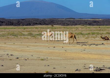 Chameaux traversant le désert de Danakil, région d'Afar, Éthiopie Banque D'Images