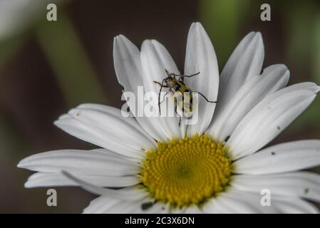 Un coléoptère de concombre tacheté (diabrotica undecimpunctata) assis sur une fleur sauvage, une espèce de Marguerite, en Californie. Banque D'Images