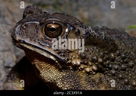 crapaud avec les yeux dorés Banque D'Images