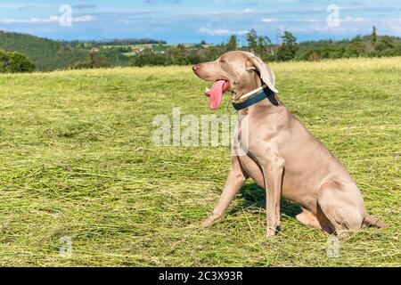 Weimaraner sur un pré fraîchement mouf. Chien heureux. Vue rapprochée d'un chien. Jour ensoleillé. Banque D'Images