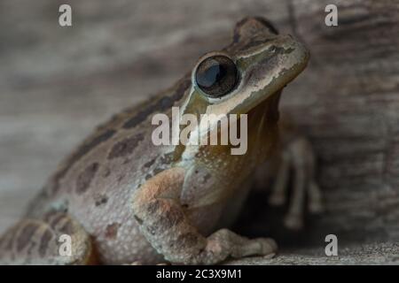 La grenouille des arbres de Sierran (Pseudacris sierra) est assise sur une bûche en Californie. Banque D'Images