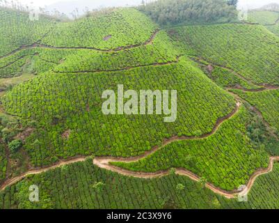 Vue aérienne des plantations de thé près de la ville de Munar. Inde. Banque D'Images