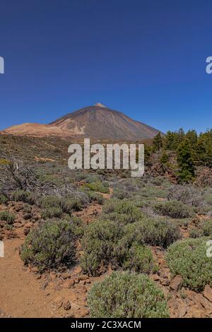 Parc national de Teide, paysage volcanique, Tenerife, îles Canaries, Espagne Banque D'Images