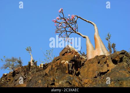 L'arbre à bouteilles en fleurs est un arbre endémique adenium obesum de l'île Socotra Banque D'Images