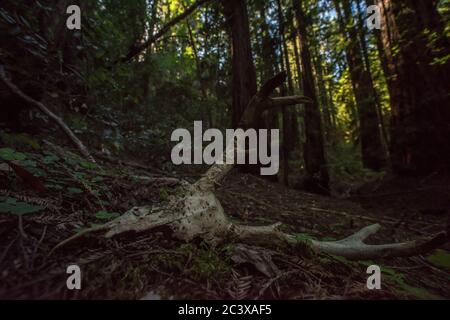 Un vieux crâne de cerf sur le sol de la forêt dans les forêts de séquoias du nord de la Californie. Banque D'Images