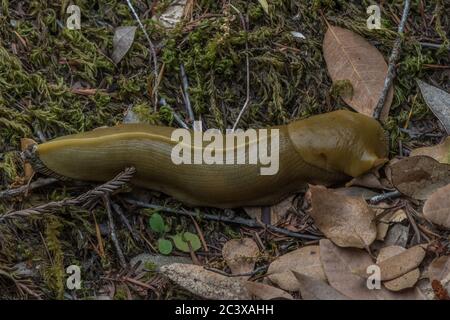 Button's Banana Slug (Ariolimax buttoni) faisant son chemin à travers la litière de feuilles sur le sol de la forêt. Banque D'Images