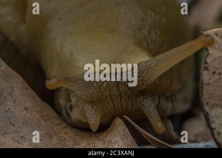 La face d'un button's Banana Slug (Ariolimax buttoni) de la forêt de séquoias en Californie. Banque D'Images