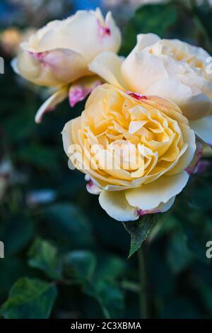 Rose jaune pâle avec quelques pétales roses sur la brousse. Banque D'Images