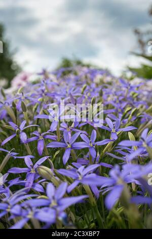 Vue en perspective sur les fleurs bleues sur une prairie en juin. Banque D'Images
