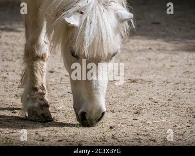 Poney blanc ou petit cheval Equus ferus cabalus à la recherche de nourriture sur le sol. Banque D'Images