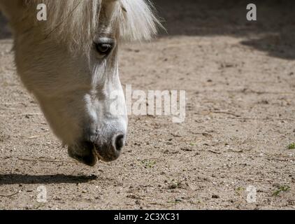 Poney blanc ou petit cheval Equus ferus cabalus à la recherche de nourriture sur le sol. Banque D'Images