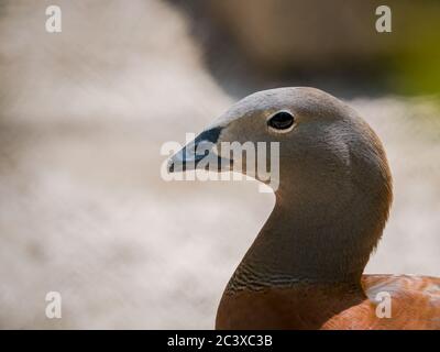 Gros plan avec la tête et le cou d'une oie à tête de Ruddy (Chloephaga rubidiceps). Banque D'Images
