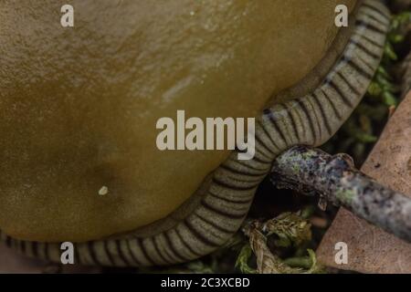 Macro du « pied » d'une limace de gastropodes, plus particulièrement la limace de banane jaune (Ariolimax) trouvée en Californie. Banque D'Images