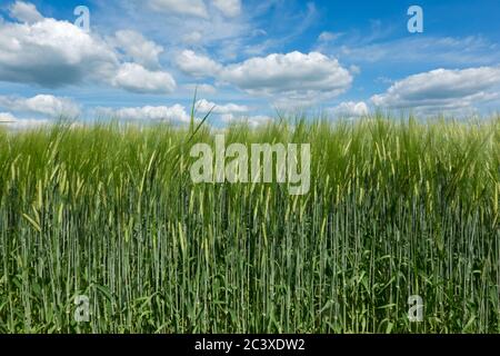 Champ d'orge vert, non mûr, Hordeum vulgare, sous un ciel bleu avec des nuages Banque D'Images