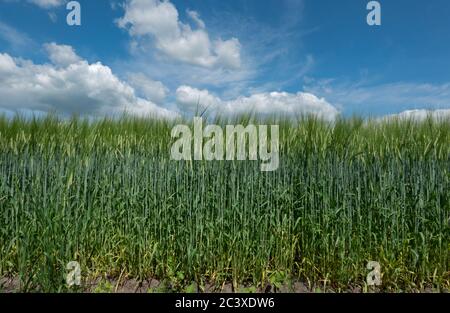 Champ d'orge vert, non mûr, Hordeum vulgare, sous un ciel bleu avec des nuages Banque D'Images