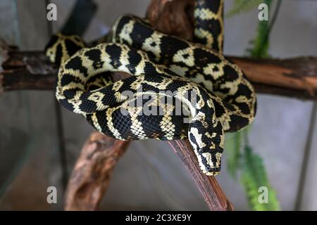 Jeune morelia spilota python se reposant après un repas. Le serpent se couchant au soleil se courra dans une balle sur une branche brune. Gros plan Banque D'Images