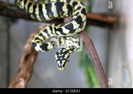 Gros plan de jeunes curieux morelia spilota python sur la branche brune. Le serpent se couchant au soleil se courra dans une balle. Banque D'Images