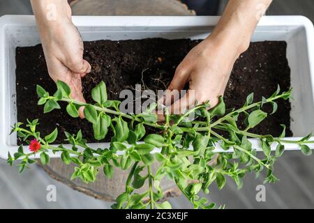 Vue de dessus des mains femelles empotant l'aptenia cordifolia en fleur rectangulaire blanche pot. Rempotage de plantes de rose du soleil, gros plan Banque D'Images