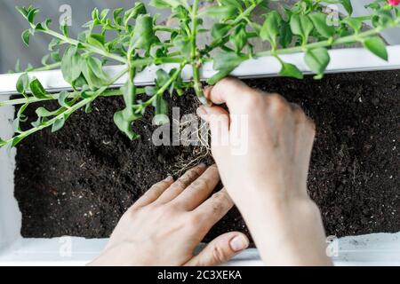 Mains de femmes mettant le fleurissant aptenia cordifolia dans pot de fleur rectangulaire blanc. Potage de plantes de rose de soleil, potage, jardinage à la maison Banque D'Images