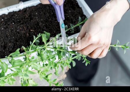 Les mains de femmes coupant l'aptenia cordifolia avec des ciseaux. Remise en pot de plantes de rose de soleil, jardinage à la maison, arrière-plan Banque D'Images