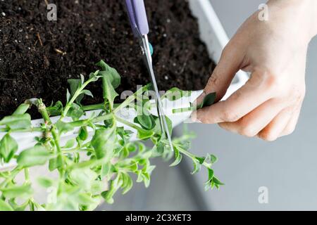 Les mains de femmes coupant l'aptenia cordifolia avec des ciseaux. Remise en pot de plantes de rose de soleil, jardinage à la maison, gros plan Banque D'Images